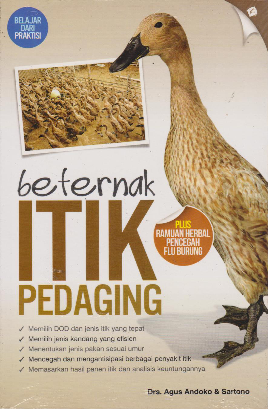 Beternak Itik Pedaging 