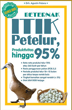 Beternak Itik Petelur: Produktivitas Hingga 95%